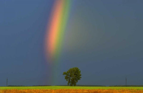 Canada, Dugald Rainbow and cottonwood tree White Modern Wood Framed Art Print with Double Matting by Grandmaison, Mike