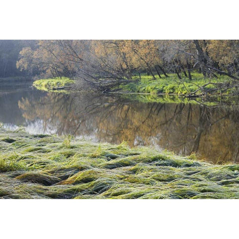 Canada Manitoba Fall on shore of LaSalle River Black Modern Wood Framed Art Print by Grandmaison, Mike