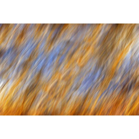 Canada, Manitoba Abstract of autumn leaves White Modern Wood Framed Art Print by Grandmaison, Mike