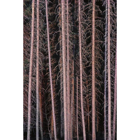 Canada, Manitoba Stark spruce trees Black Modern Wood Framed Art Print by Grandmaison, Mike