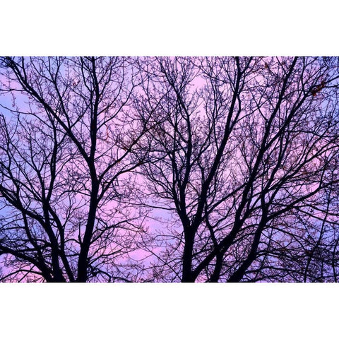 Canada, Winnipeg Branches of a sliver maple Black Modern Wood Framed Art Print with Double Matting by Grandmaison, Mike