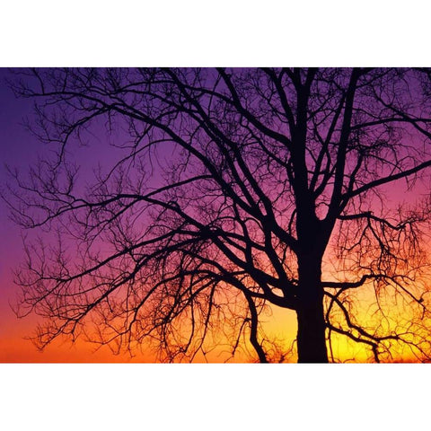 Canada, Manitoba Cottonwood tree at sunset White Modern Wood Framed Art Print by Grandmaison, Mike