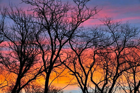 Canada, Manitoba Trees at sunrise White Modern Wood Framed Art Print with Double Matting by Grandmaison, Mike
