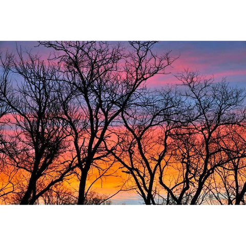 Canada, Manitoba Trees at sunrise White Modern Wood Framed Art Print by Grandmaison, Mike