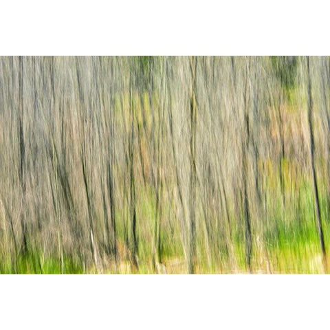 Canada, Manitoba, Nopiming PP Abstract of trees White Modern Wood Framed Art Print by Grandmaison, Mike