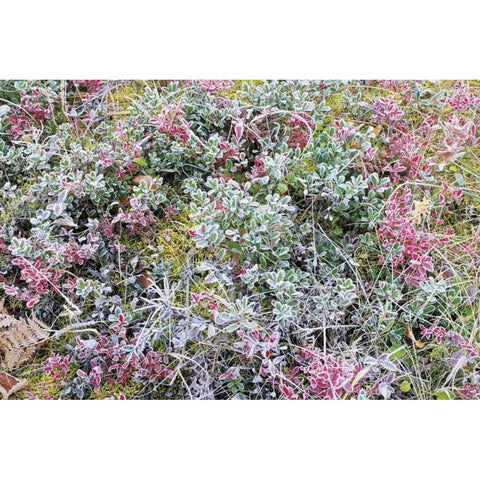 Canada, Whiteshell PP Autumn frost on plants White Modern Wood Framed Art Print by Grandmaison, Mike