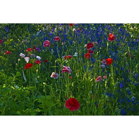 Canada, Manitoba, Brandon Garden flowers Gold Ornate Wood Framed Art Print with Double Matting by Grandmaison, Mike