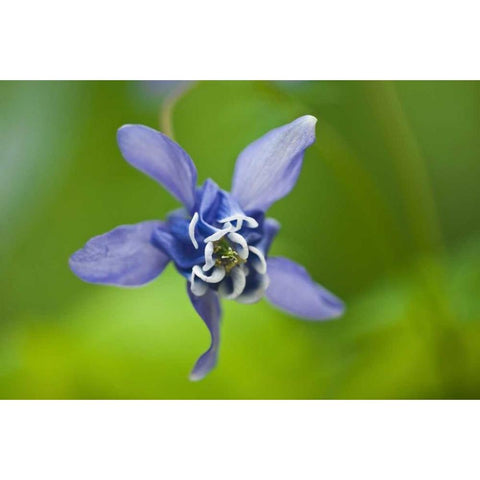 Canada, Manitoba, Winnipeg Blue columbine flower Black Modern Wood Framed Art Print by Grandmaison, Mike