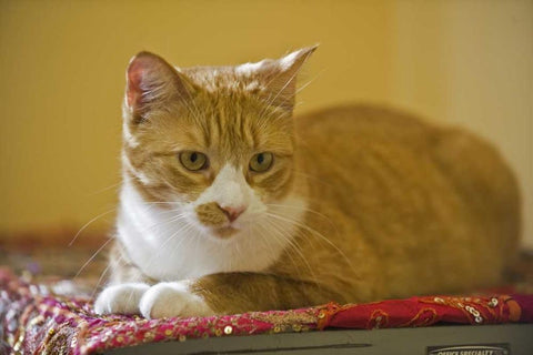 Canada, Manitoba, Winnipeg House cat White Modern Wood Framed Art Print with Double Matting by Grandmaison, Mike