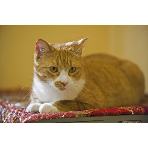 Canada, Manitoba, Winnipeg House cat White Modern Wood Framed Art Print by Grandmaison, Mike