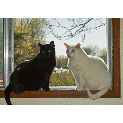 Canada, Winnipeg Black and white house cats Black Modern Wood Framed Art Print by Grandmaison, Mike