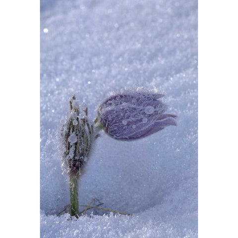 Canada, Manitoba, Hoarfrost-coated prairie crocus White Modern Wood Framed Art Print by Grandmaison, Mike