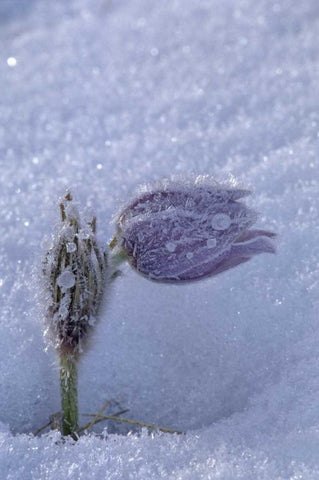 Canada, Manitoba, Hoarfrost-coated prairie crocus White Modern Wood Framed Art Print with Double Matting by Grandmaison, Mike