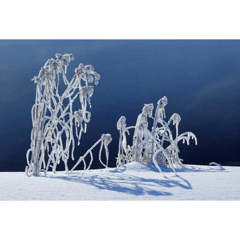 Canada, Whiteshell PP Hoarfrost-covered grass Gold Ornate Wood Framed Art Print with Double Matting by Grandmaison, Mike