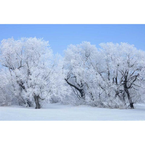 Canada, Hazelridge Hoarfrost-covered trees Gold Ornate Wood Framed Art Print with Double Matting by Grandmaison, Mike