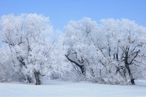 Canada, Hazelridge Hoarfrost-covered trees Black Ornate Wood Framed Art Print with Double Matting by Grandmaison, Mike