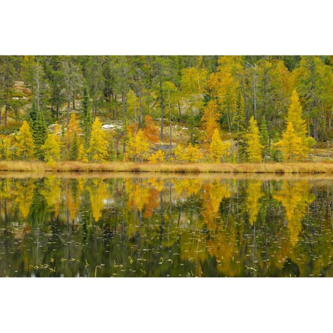 Canada, Whiteshell PP Larch trees by lily pond Gold Ornate Wood Framed Art Print with Double Matting by Grandmaison, Mike