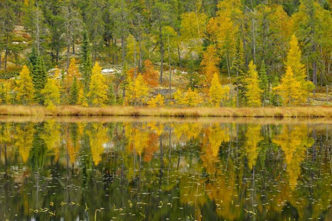 Canada, Whiteshell PP Larch trees by lily pond White Modern Wood Framed Art Print with Double Matting by Grandmaison, Mike