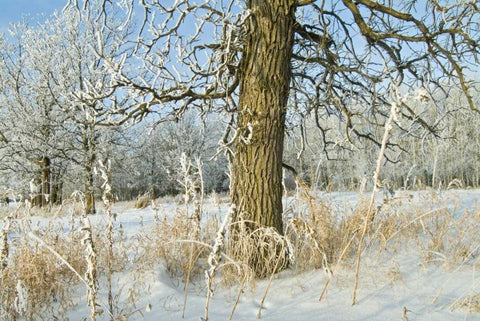 Canada, Winnipeg Hoarfrost at Seine River edge White Modern Wood Framed Art Print with Double Matting by Grandmaison, Mike