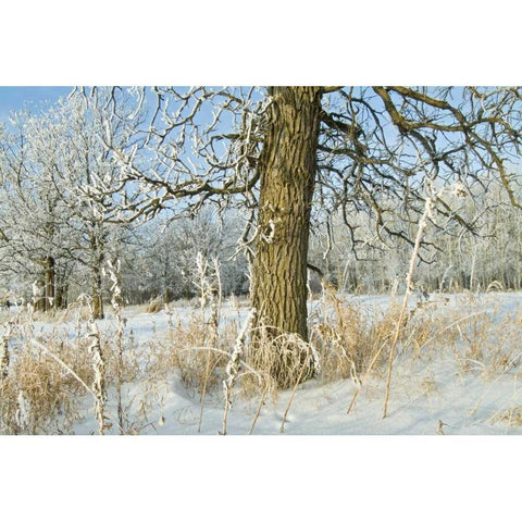 Canada, Winnipeg Hoarfrost at Seine River edge Black Modern Wood Framed Art Print with Double Matting by Grandmaison, Mike