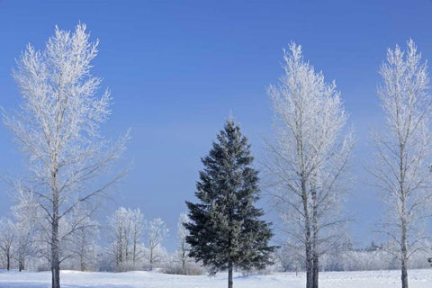 Canada, Birds Hill PP Trees covered in hoarfrost Black Ornate Wood Framed Art Print with Double Matting by Grandmaison, Mike