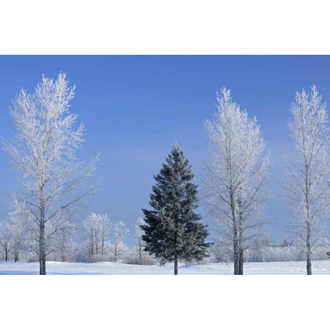 Canada, Birds Hill PP Trees covered in hoarfrost Black Modern Wood Framed Art Print by Grandmaison, Mike