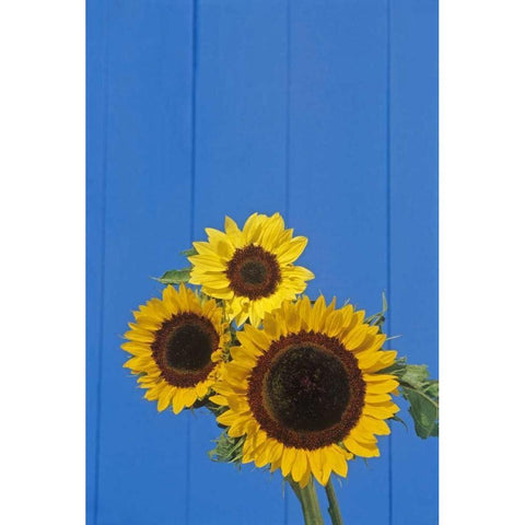 Canada, Manitoba, Winnipeg Sunflowers by a fence Black Modern Wood Framed Art Print with Double Matting by Grandmaison, Mike