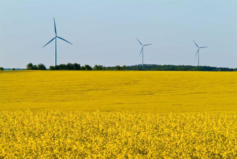 Canada, Somerset Wind turbines and canola Black Ornate Wood Framed Art Print with Double Matting by Grandmaison, Mike