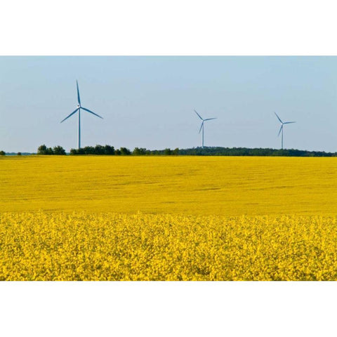 Canada, Somerset Wind turbines and canola Black Modern Wood Framed Art Print by Grandmaison, Mike