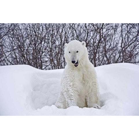 Canada, Churchill Polar bear emerges from den Black Modern Wood Framed Art Print by Grandmaison, Mike