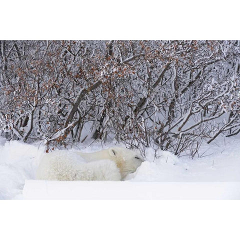 Canada, Churchill Polar bear sleeping in snow White Modern Wood Framed Art Print by Grandmaison, Mike