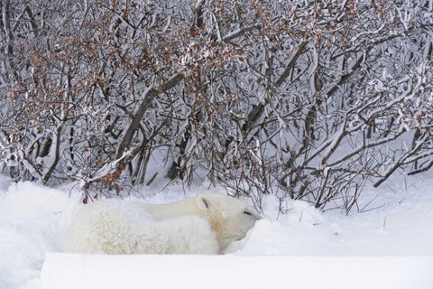 Canada, Churchill Polar bear sleeping in snow White Modern Wood Framed Art Print with Double Matting by Grandmaison, Mike