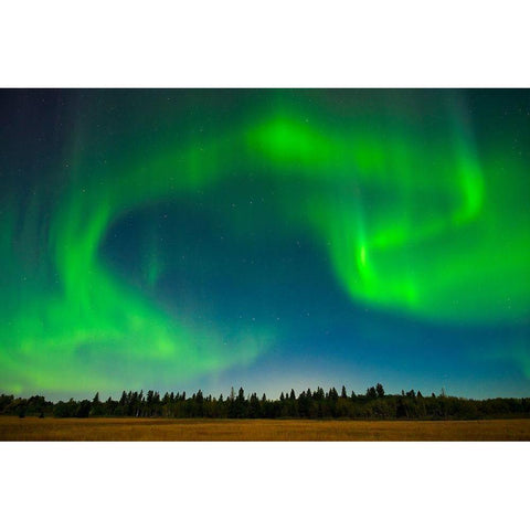 Canada-Manitoba-Birds Hill Provincial Park-green northern lights Black Modern Wood Framed Art Print by Jaynes Gallery