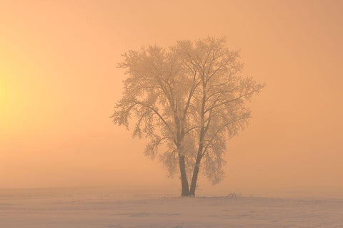Canada-Manitoba-Dugald Hoarfrost covered cottonwood tree in fog at sunrise Black Ornate Wood Framed Art Print with Double Matting by Jaynes Gallery