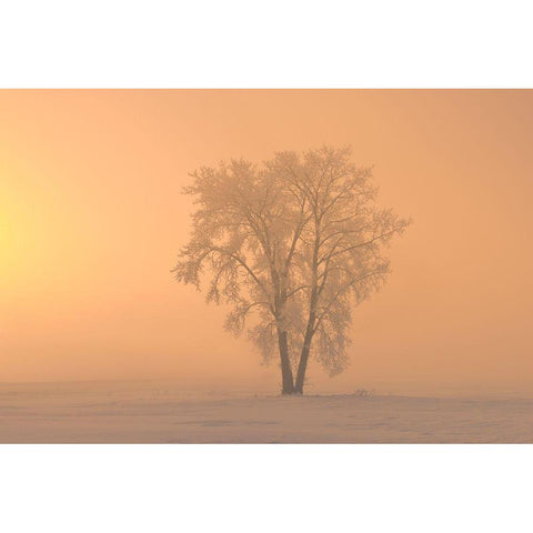 Canada-Manitoba-Dugald Hoarfrost covered cottonwood tree in fog at sunrise Black Modern Wood Framed Art Print by Jaynes Gallery