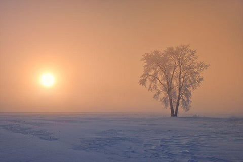 Canada-Manitoba-Dugald Hoarfrost covered cottonwood tree in fog at sunrise White Modern Wood Framed Art Print with Double Matting by Jaynes Gallery