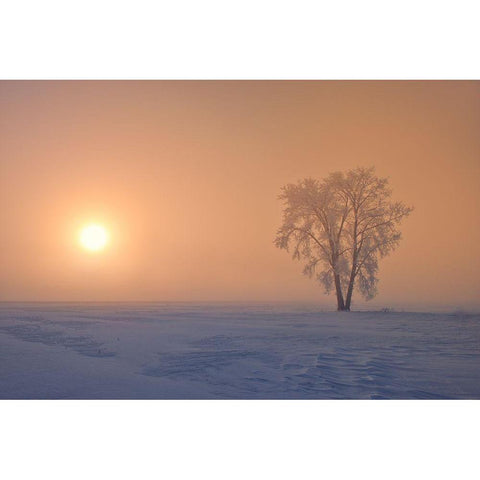 Canada-Manitoba-Dugald Hoarfrost covered cottonwood tree in fog at sunrise Black Modern Wood Framed Art Print by Jaynes Gallery