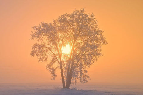 Canada-Manitoba-Dugald Hoarfrost covered cottonwood tree in fog at sunrise Black Ornate Wood Framed Art Print with Double Matting by Jaynes Gallery
