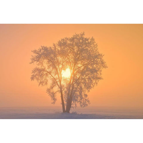 Canada-Manitoba-Dugald Hoarfrost covered cottonwood tree in fog at sunrise Black Modern Wood Framed Art Print by Jaynes Gallery