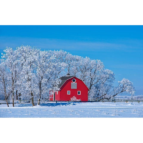 Canada-Manitoba-Deacons Corner Red barn surrounded by trees covered with hoarfrost Black Modern Wood Framed Art Print by Jaynes Gallery