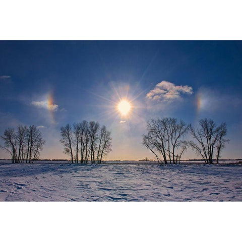 Canada-Manitoba-Grande Pointe Sundogs and cottonwood trees Black Modern Wood Framed Art Print by Jaynes Gallery