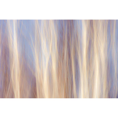 Canada-Manitoba-Sandilands Provincial Forest Forest abstract Black Modern Wood Framed Art Print by Jaynes Gallery