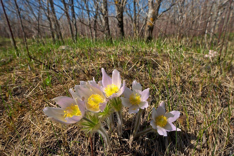 Canada-Manitoba-Prairie crocus in spring White Modern Wood Framed Art Print with Double Matting by Jaynes Gallery