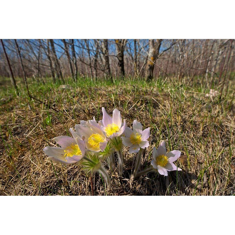 Canada-Manitoba-Prairie crocus in spring Black Modern Wood Framed Art Print by Jaynes Gallery