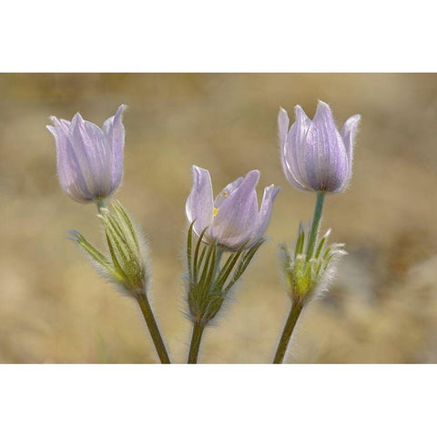 Canada-Manitoba-Prairie crocus in spring Black Modern Wood Framed Art Print with Double Matting by Jaynes Gallery