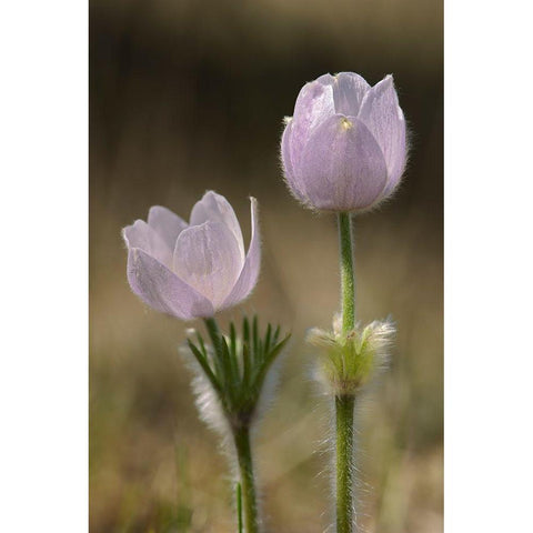 Canada-Manitoba-Prairie crocus in spring Black Modern Wood Framed Art Print by Jaynes Gallery