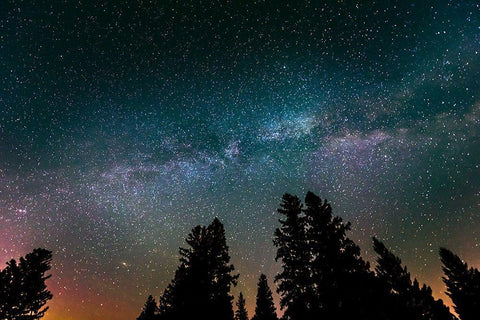Canada-Manitoba-Milky Way Galaxy and starry night with white spruce in foreground Black Ornate Wood Framed Art Print with Double Matting by Jaynes Gallery