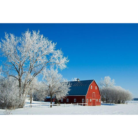 Canada-Manitoba-Grande Pointe Hoarfrost and red barn in winter Black Modern Wood Framed Art Print by Jaynes Gallery
