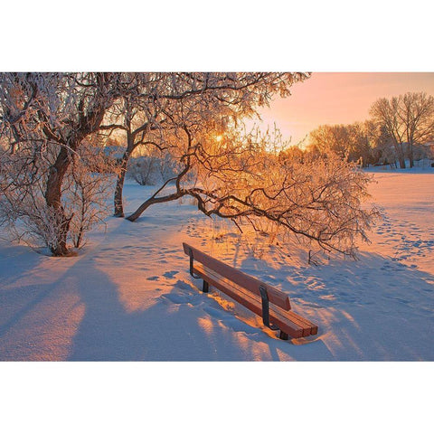 Canada-Manitoba-Winnipeg Hoarfrost at sunrise with bench Black Modern Wood Framed Art Print by Jaynes Gallery