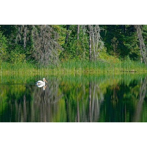 Canada-Manitoba-The Pas American white pelican on lake Black Modern Wood Framed Art Print by Jaynes Gallery